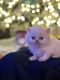Persian Cats for sale in Palos Park, IL 60464, USA. price: NA