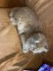 Persian Cats for sale in Bharuch, Gujarat, India. price: 7000 INR