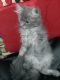Persian Cats for sale in Thane West, Mumbai, Maharashtra, India. price: 3000 INR