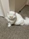 Persian Cats for sale in Mt Laurel Township, NJ, USA. price: $2,000