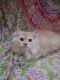 Persian Cats for sale in Thrissur, Kerala, India. price: 12500 INR
