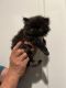 Persian Cats for sale in Sandy, OR, USA. price: $500