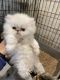 Persian Cats for sale in Vancouver, WA 98661, USA. price: NA