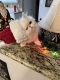 Persian Cats for sale in Fort Worth, TX, USA. price: $950