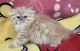 Persian Cats for sale in Orange Park, FL 32073, USA. price: NA