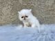 Persian Cats for sale in Hayward, CA, USA. price: NA