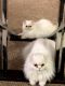 Persian Cats for sale in Temperance, MI 48182, USA. price: NA