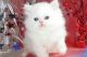 Persian Cats for sale in Miami, FL, USA. price: $800