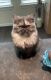 Persian Cats for sale in Houston, TX, USA. price: $2,000