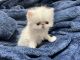 Persian Cats for sale in Hayward, CA, USA. price: $2,000