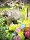 Persian Cats for sale in Salisbury, NC, USA. price: NA