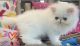 Persian Cats for sale in Winter Garden, FL 34787, USA. price: $1,500