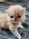 Persian Cats for sale in Cumming, GA 30041, USA. price: NA