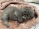 Persian Cats for sale in Sonora, TX 76950, USA. price: NA