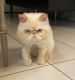 Persian Cats for sale in Doral, FL, USA. price: NA