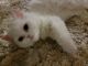 Persian Cats for sale in West York, PA 17404, USA. price: NA