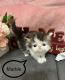 Persian Cats for sale in Apache Junction, AZ, USA. price: $1,200