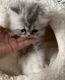 Persian Cats for sale in Lakeland, FL, USA. price: $1,200