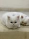 Persian Cats for sale in Lombard, IL, USA. price: NA