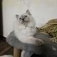 Persian Cats for sale in Sector 121, Noida, Uttar Pradesh 201307, India. price: 15000 INR