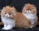 Persian Cats for sale in Baldwin Park, CA, USA. price: NA