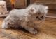 Persian Cats for sale in Muscle Shoals, AL 35662, USA. price: $8,501,000