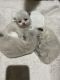 Persian Cats for sale in Owasso, OK, USA. price: $500