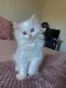 Persian Cats for sale in Falls Church, VA, USA. price: $1,000