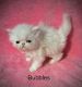 Persian Cats for sale in Apache Junction, AZ, USA. price: NA