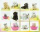 Persian Cats for sale in Mill Hall, PA 17751, USA. price: $1,350