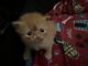 Persian Cats for sale in Reseda, Los Angeles, CA, USA. price: $600