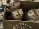 Persian Cats for sale in Palm Coast, FL, USA. price: $1,200