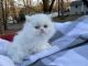 Persian Cats for sale in Mountain Top, PA 18707, USA. price: $1,000