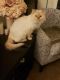 Persian Cats for sale in Corona, CA 92882, USA. price: NA