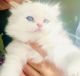 Persian Cats for sale in Houston, TX, USA. price: $800