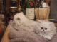 Persian Cats for sale in Manhattan, New York, NY, USA. price: $2,500