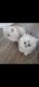 Persian Cats for sale in West Haven, CT 06516, USA. price: $1,800