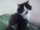 Persian Cats for sale in Selinsgrove, PA 17870, USA. price: $650