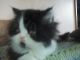 Persian Cats for sale in Selinsgrove, PA 17870, USA. price: NA
