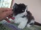 Persian Cats for sale in Selinsgrove, PA 17870, USA. price: NA