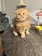 Persian Cats for sale in Sugar Land, TX, USA. price: $1,500