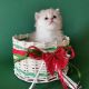 Persian Cats for sale in Los Angeles, CA, USA. price: $600
