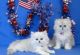 Persian Cats for sale in Dallas, TX, USA. price: $800