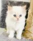 Persian Cats for sale in Houston, TX, USA. price: $900
