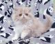 Persian Cats for sale in Orlando, FL, USA. price: $900