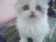 Persian Cats for sale in Selinsgrove, PA 17870, USA. price: $600