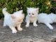 Persian Cats for sale in Orlando, FL, USA. price: $850