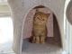 Persian Cats for sale in New York, NY, USA. price: $1,500