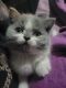 Persian Cats for sale in Clinton, IA, USA. price: NA