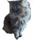 Persian Cats for sale in Ravenswood, WV 26164, USA. price: NA